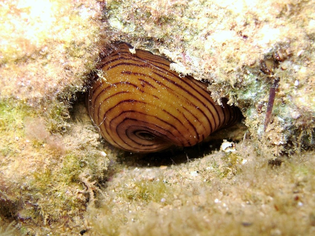 Actinia cari  (Delle Chiaje, 1825)